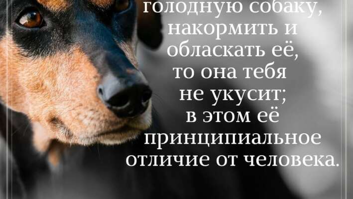 Тест: вопросы по цитатам и афоризмам, ответить на которые сможет только начитанный человек