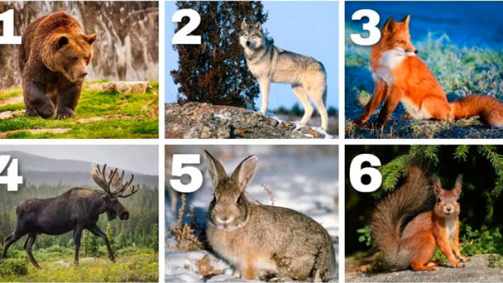 Тест: Выберите лесное животное и узнаете вашу негативную черту характера